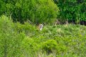 Амурский тигр Гром впервые попал на камеру мобильного телефона