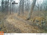 Новая тигрица «выселила» Елену с ее участка в Хинганском заповеднике