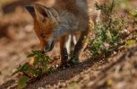 Два трупа бешеных диких лисиц нашли в Амурской области