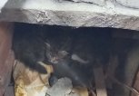 Пушистый клад: в Благовещенске под полом библиотеки обнаружили маленьких котят