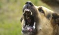 Администрация Свободного снова выплатит компенсацию морального вреда за укус собаки.Фото: attuale.ru