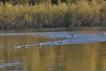 Первые пошли: реку Нору в Селемджинском районе переплыли 13 косуль