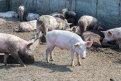 Новых случаев чумы свиней не выявили в селах Серышевского округа. Фото: Архив АП