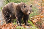 Где в Амурской области живет больше всего медведей