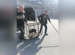В Тынде забежавшая в школу собака пыталась покусать детей