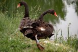 «Ухаживать за птицами было некому»: в Ивановке погиб второй черный лебедь
