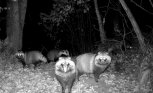 Банда енотов под предводительством барсука попала в кадр фотоловушки в амурском парке природы