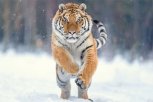 «Мы боимся выходить на улицу»: жители села Вольное опасаются возвращения тигра