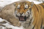 В Приамурье вновь публикуют ложную информацию под видео с тиграми
