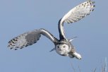 Белая сова зачастила в амурский поселок: известный орнитолог рассказал интересные факты о птице