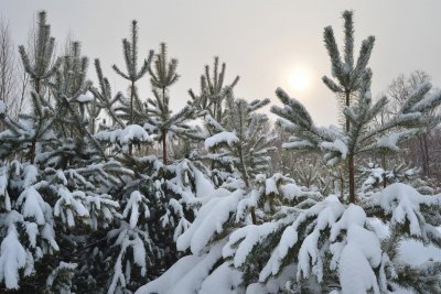 Малооблачная погода и снег в южных районах Амурской области: прогноз погоды