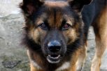 Амурчане отправили 30 жалоб на бездомных собак в чат-бот амурского управления ветеринарии
