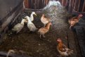 В Амурской области начался первый этап вакцинации домашних птиц от гриппа