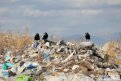 Вывозившую мусор в пяти амурских муниципалитетах компанию лишили статуса регоператора