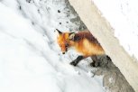В селе Ромненского округа ввели карантин из-за бешенства дикой лисицы