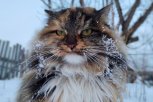 Самым мартовским котом стала кошка: итоги фотоконкурса «Амурской правды»