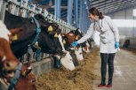 Почему Амурской области нужен «молочный прорыв»
