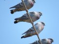 Скалистый голубь относится к редким видам. Фото: t.me/amuroopt