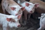 Амурских свиней привьют от классической чумы