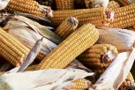 10 амурских компаний будут экспортировать кукурузу в Китай и Корею