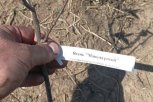 Этой весной в Березовском заказнике высадили более 1300 хвойных и лиственных деревьев