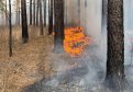 Лесной пожар тушат в 23 километрах от села в Зейском округе