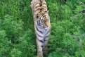 Около сел в Архаринском округе гуляет тигр: жители боятся случайной встречи с хищником