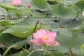 В Тамбовском округе в шестой раз масштабно отпразднуют начало сезона цветения лотосов