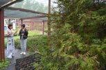 Туевая мечта: почему в Приамурье не приживаются популярные хвойники