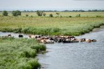 В Амурской области от сибирской язвы привили почти 50 тысяч домашних животных