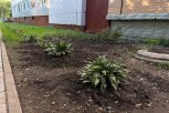 Две благовещенки облагородили пустырь у своего дома саженцами тысячелистника и курильского чая