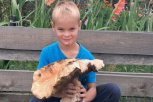 Гигантские шляпки и полные багажники грибов: обзор фотографий на конкурс «Амурской правды»