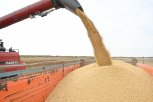 Полтора миллиона тонн сои собрали аграрии Приамурья