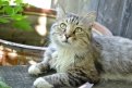 Наш дикий кот по кличке Тигррр. Фото Полины Волковой.