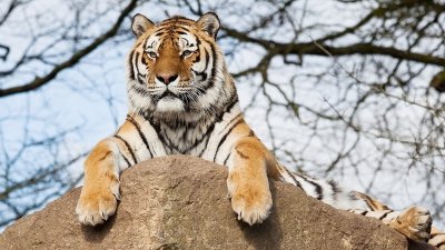 Трех тигров выпустят в Приамурье под присмотром Владимира Путина
