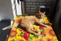 Совет от кота Персика: майское солнце дает необычный рыжеватый загар. Фото Ларисы Поплавской.