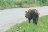 В Приамурье люди столкнулись с тигром на лесной дороге
