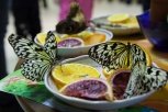 В Амурском областном музее пройдет выставка живых бабочек