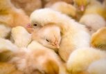 Пострадавшим от наводнения в Приамурье селянам выдано более 100 тысяч цыплят