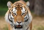 Тигр Кузя напал на китайский курятник