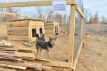 Крыша для пса: под Благовещенском начали строить вольеры для бездомных собак