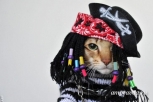 Впервые в амурской столице кошек нарядят звездами шоу-бизнеса