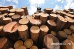 Амурский лес принес бюджету 18 миллионов налогов