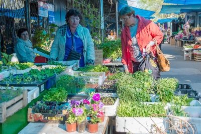 Амурские огородники раскупают цветочную рассаду и прицениваются к овощной