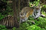 Владимиру Путину отчитались о численности амурских тигров