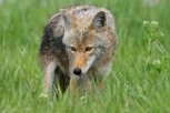 Численность волков в Амурской области сократилась на 15 процентов