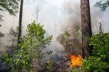 Огонь пошел лесом: пожары захватили более 220 тысяч гектаров