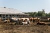 Молочную «карусель» в Приамурье планируют запустить через год