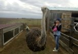 Константиновская страусиная ферма приняла первую экскурсию