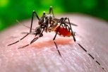 Четвертый случай лихорадки денге подтвержден в Амурской области